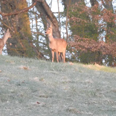 Appartement Dorfgalerie Lahntal *